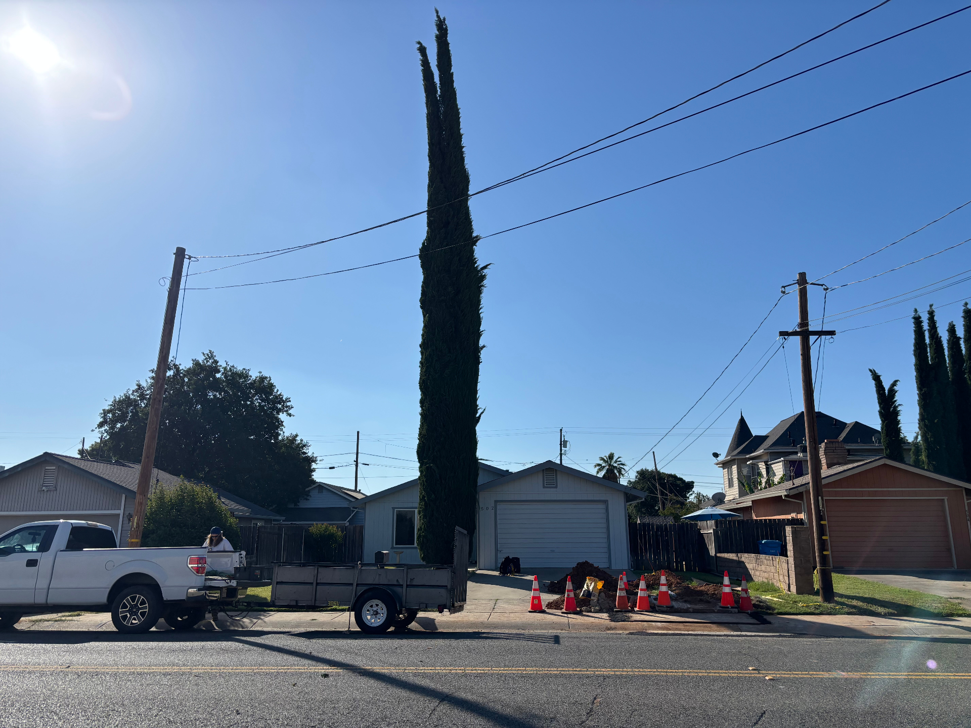 Italian Cypress Removal — before