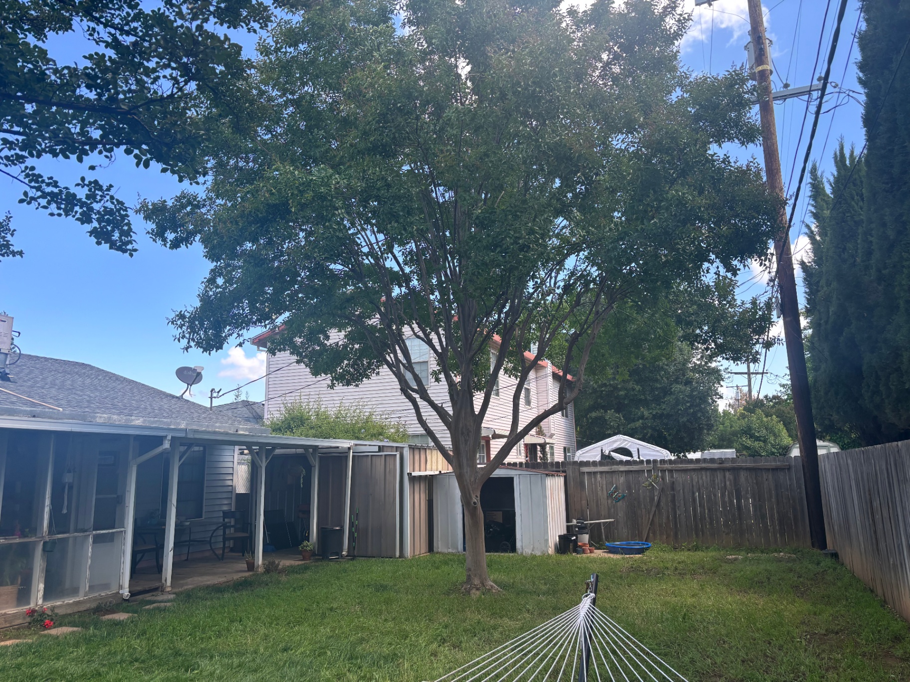 Backyard Crown Reduction — after