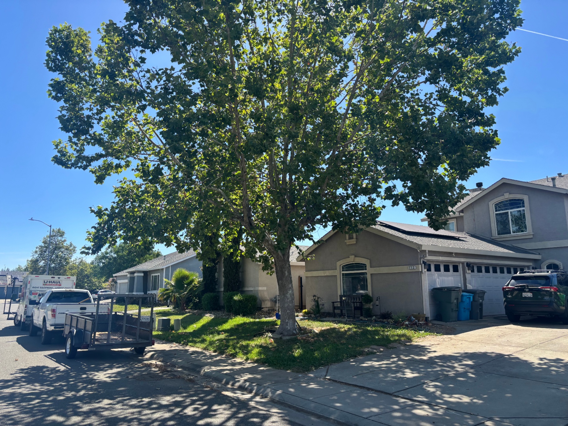 Sycamore Trim & Shape — before